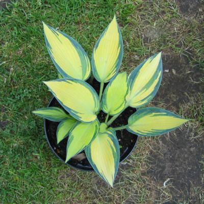 Hosta 'Remember Me'